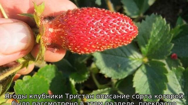 Клубника Тристан — описание сорта смотреть онлайн