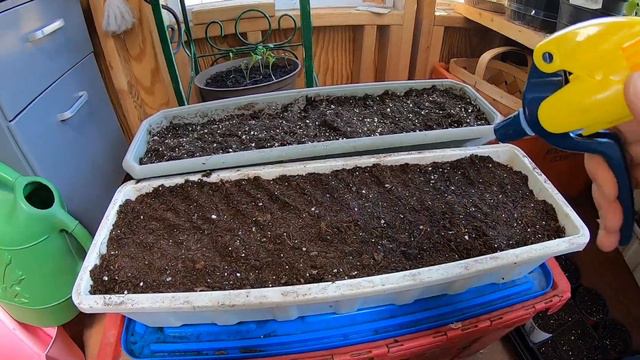 How to grow Potatoes from old Potatoes in Zone 3a USA смотреть онлайн