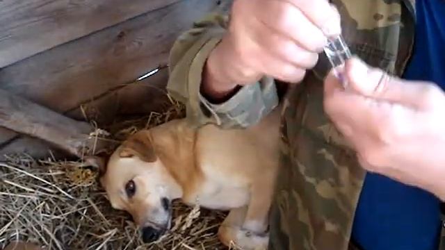 Зачем брать ампулу кальция хлорид в поход и как открыть,не разбив! смотреть онлайн