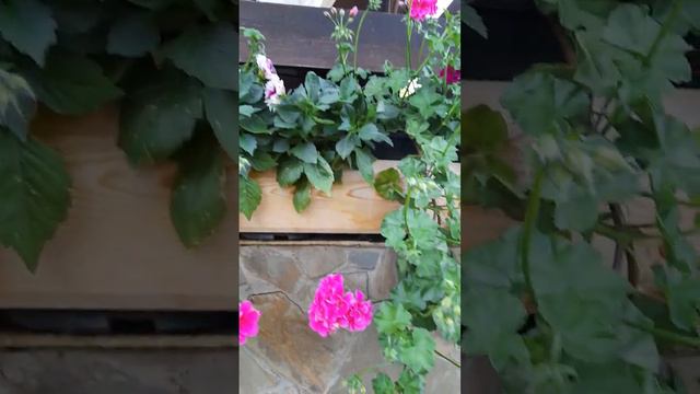 Плюшки цветут смотреть онлайн