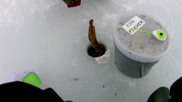 Зимняя рыбалка на налима . Чудское озеро февраль 2019 г . смотреть онлайн