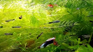 Лечение Гуппи и другой живородки. 1ч