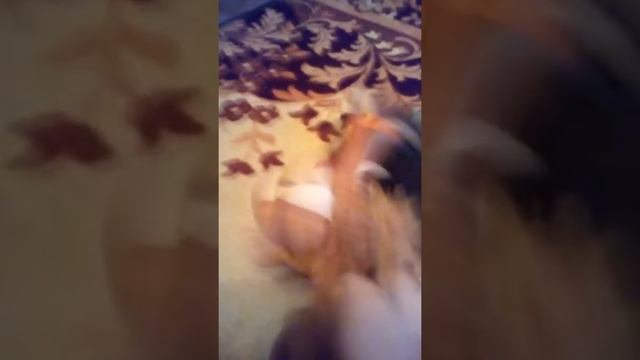 Анекдот про белку и лизу смотреть онлайн