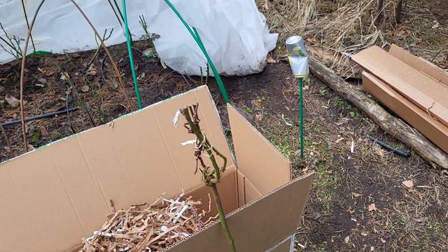 Посылка из опт-хоза. ( к сожалению упаковка стала хуже, штамб отломился,растения на троечку☹️) смотреть онлайн