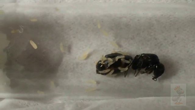 ПАРАЗИТЫ В МУРАВЬЯХ☠️жесть СЛАБОНЕРВНЫМ не смотреть;) смотреть онлайн