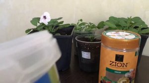 Петуния когда и как высаживать в грунт 2021