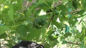 Опрыскиваем калину от черной тли. Сайт sadovymir.ru