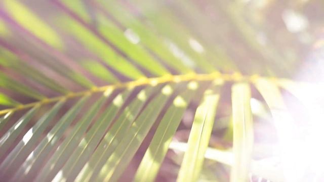 Релакс-масло Камфора и Ментол смотреть онлайн