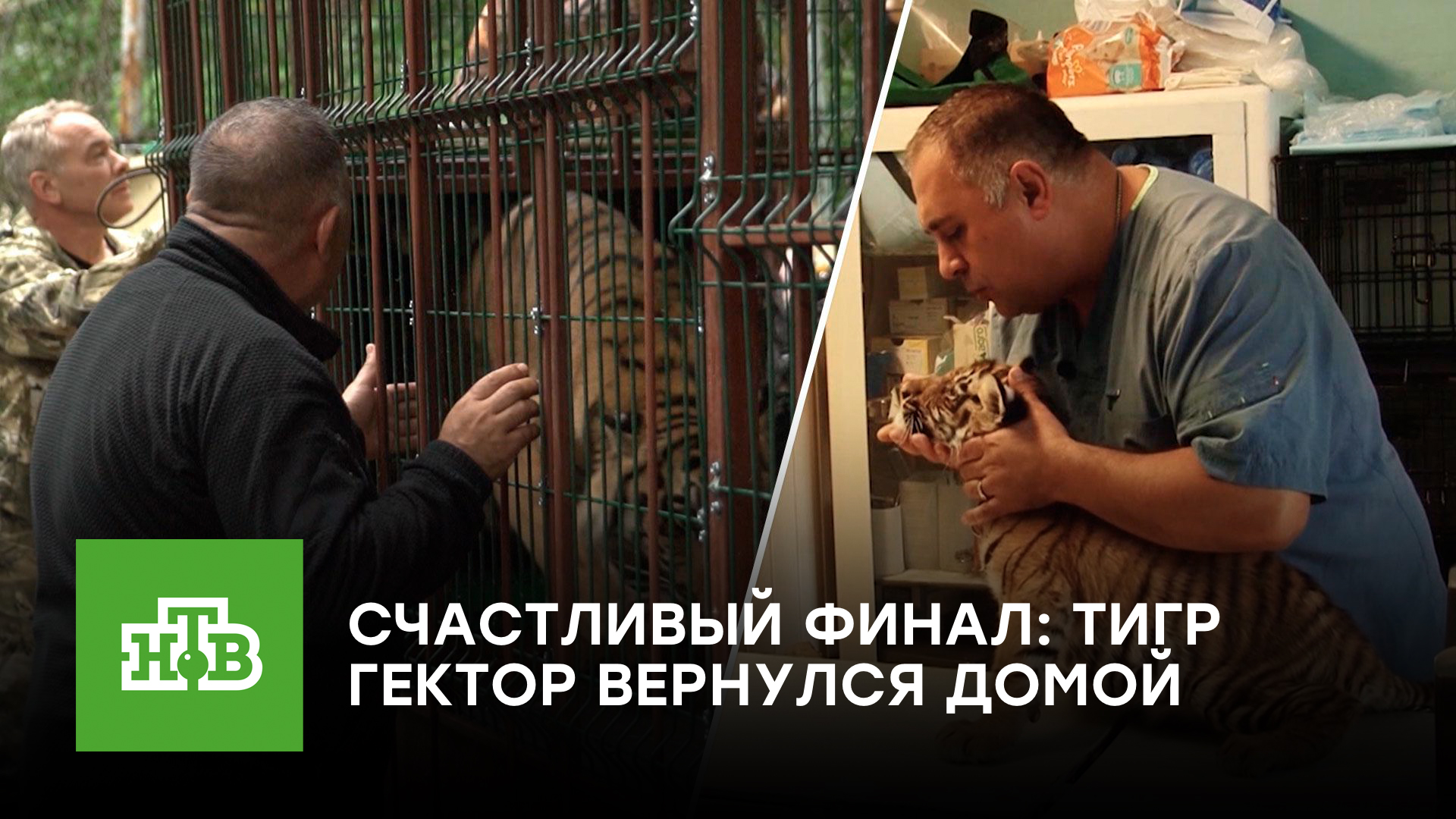 Спасенный тигр Гектор вернулся на родину