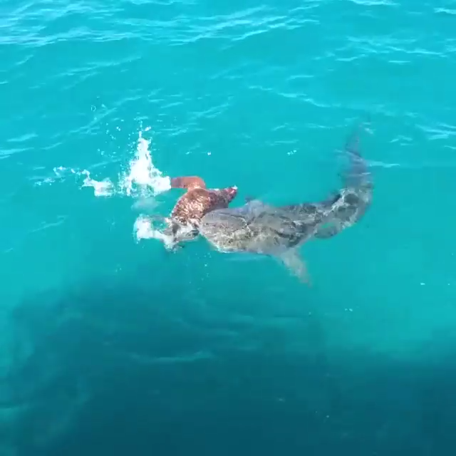 Акула против черепахи смотреть онлайн