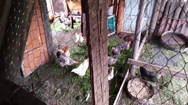 Кролики в вольере. Цеплята подросли. смотреть онлайн