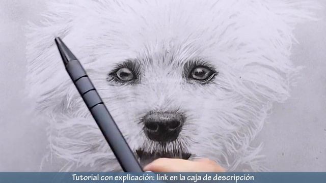 Cómo dibujar un perro blanco -TIEMPO REAL - Dibuja un perrito blanco смотреть онлайн