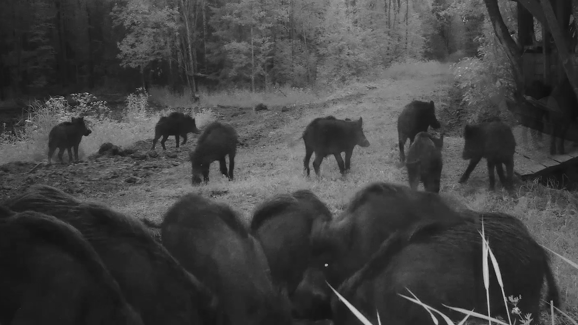 Кабаны пришли полакомиться. Чавканье. Пение птиц. Охота и рыбалка. Кабан выпуск 183