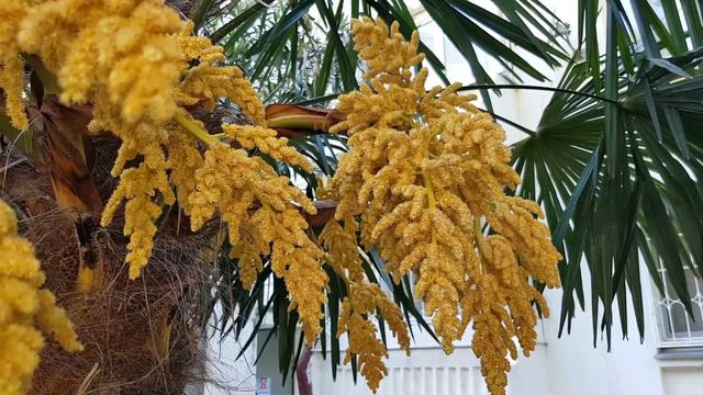 Пчелы опыляют пальмы | Жизнь на Юге смотреть онлайн