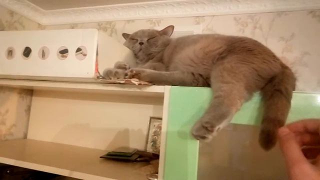 Кот крепко спит смотреть онлайн