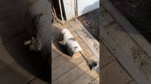 Тестируем зеленые зубья для измельчителя пней на бетоне и арматуре.