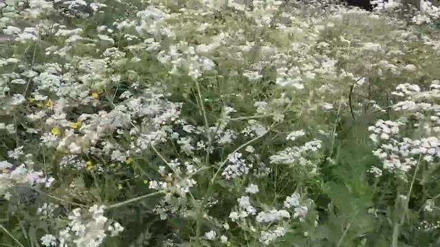 Лето в деревне Коротецкая, Вологодской области. смотреть онлайн