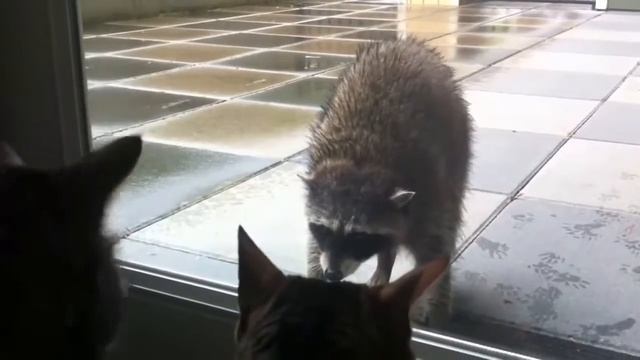 Енотики. Смешные животные. Funny Animals #смешныеживотные #funnyanimals