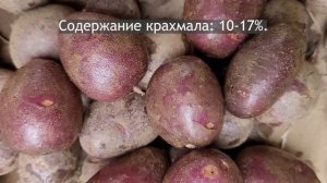 Сорт картофеля Чугунка (наследник сорта Синеглазка). Potato seeds Chugunka.