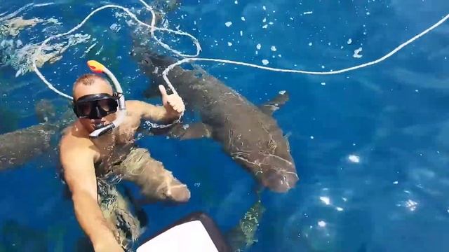 Maldives ?? Акулы-няньки на Мальдивах, купание с акулами?Reef sharks? смотреть онлайн