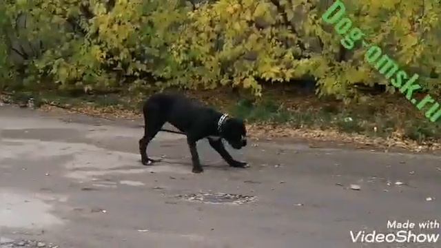 АРЧИБАЛЬД, кане корсо которому нужен дом смотреть онлайн