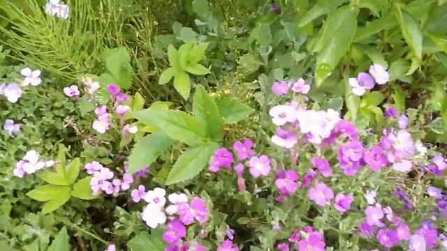 Первый урожай. Зацветают пионы смотреть онлайн