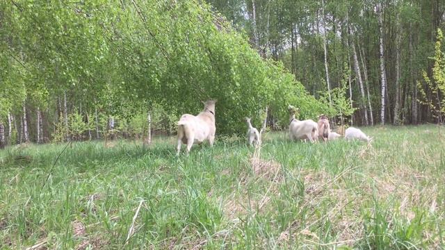 Рабочие будни фермера. Строим ViP гнезда для кур из остатков стройматериалов. смотреть онлайн