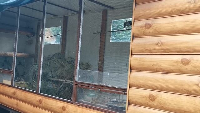 Степной жаворонок поёт в вольере. смотреть онлайн