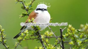 Surah "Qaf" by Egzon Ibrahimi / Сура "Каф" от Егзона Ибрахими