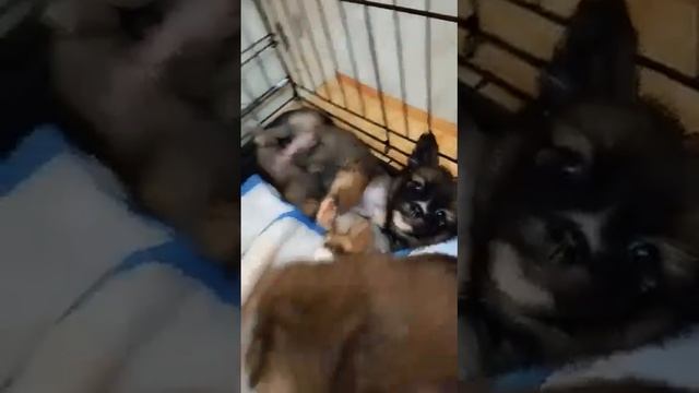 Маленькие лохматые ушки и розовые пузики.❤️? ? семьи, вы где? +7 925 166-31-35 Аня Москва смотреть онлайн