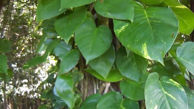 plante verte tropicale epipremnum aureum, parc tivoli video3 смотреть онлайн