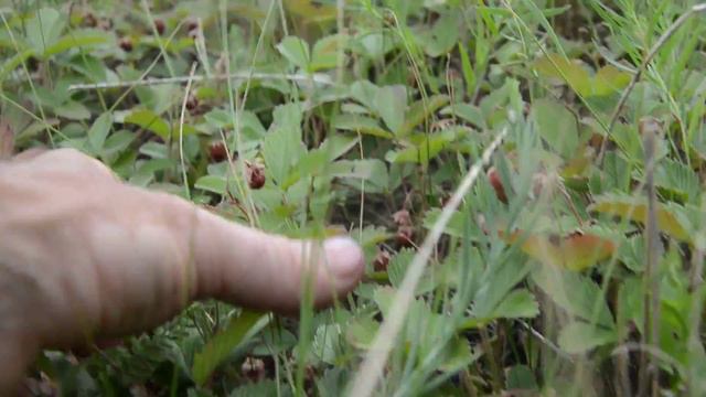 Плантации лесной земляники)) смотреть онлайн