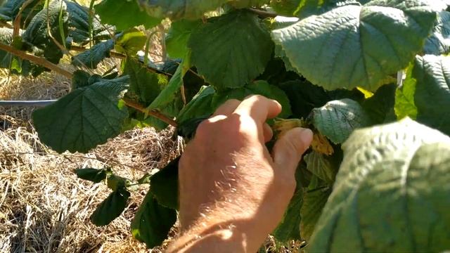 Фундук Ракетный(возможно - Доходный) - прекрасный урожайный сорт