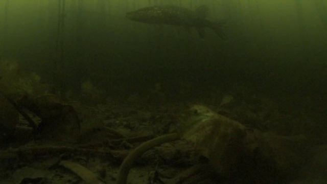 Зимняя рыбалка в Харьковской области 2024. Съёмка подо льдом на экшн камеру смотреть онлайн