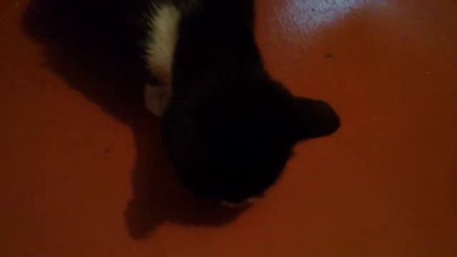 ???кошка по имени вишня ест домашние вафли с луком смотреть онлайн