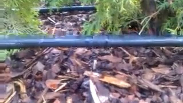 Pilienlaistīšana tūju dzīvžogam смотреть онлайн