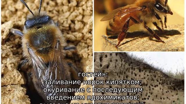 Земляные пчелы — как избавиться смотреть онлайн