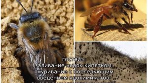 Земляные пчелы — как избавиться
