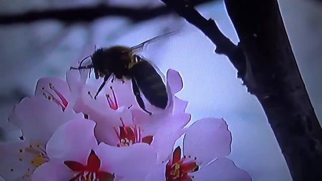 БИОСФЕРА: 97. Медоносная Пчела (Apis Mellifera)