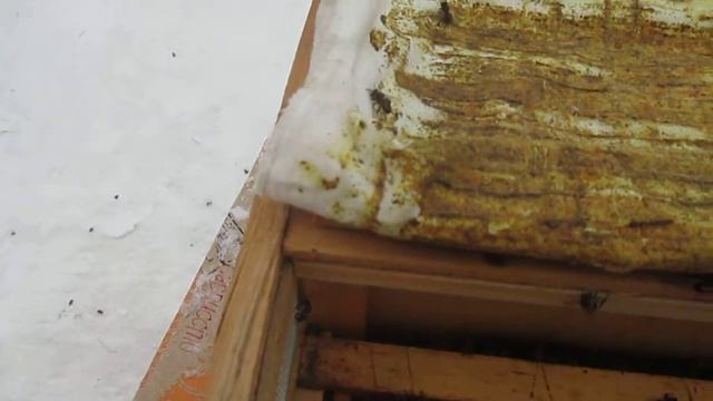 СРЕДНЕРУССКИЕ ПЧЕЛЫ...ПОМОЩЬ ЗИМОЙ смотреть онлайн