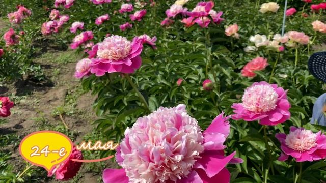 Розовые пионы AVIS VARNER и CORA STUBBS / Сад Ворошиловой смотреть онлайн