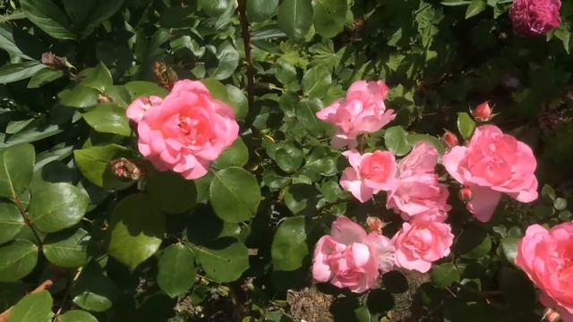 Rose 'Centenaire De Lourdes'