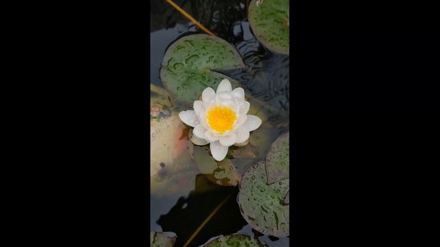 Релаксирующая музыка. Релакс. Расслабляющее видео. Шум воды . Пение птиц. Англия. смотреть онлайн