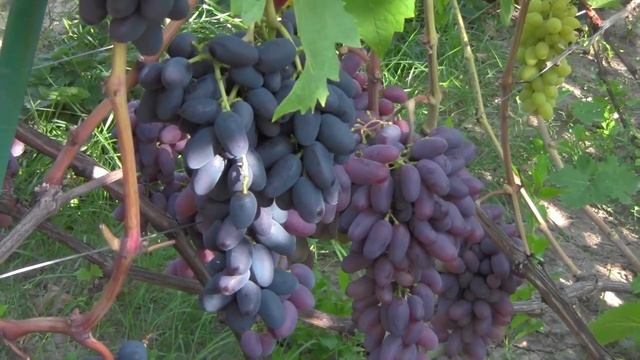 @Виноград 2018. Виноград Академик (Памяти Дженеева) в Полтаве смотреть онлайн