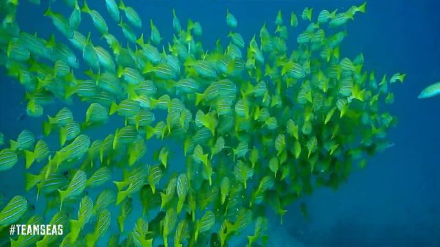 HELP ME RID OUR OCEANS of 30,000,000 LBS of TRASH #TeamSeas #tubebuddy #JoinUs смотреть онлайн