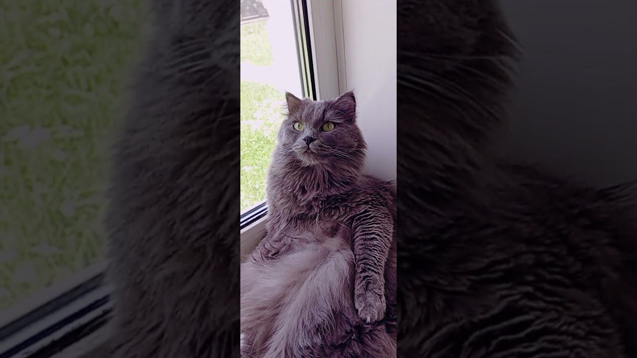 Чудик хочет гулять ♥️