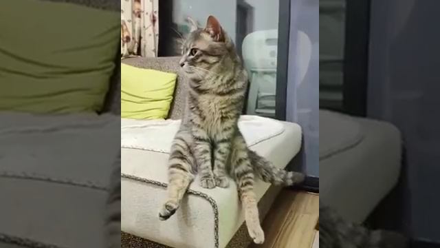 сижу гляжу смотреть онлайн