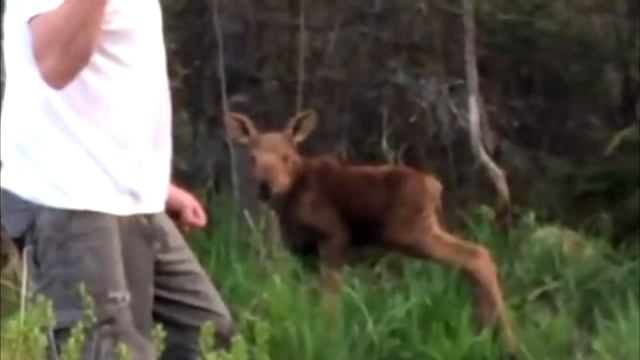Коту показали видео с его погибшим хозяином. Кадры, от которых сжимается сердце смотреть онлайн