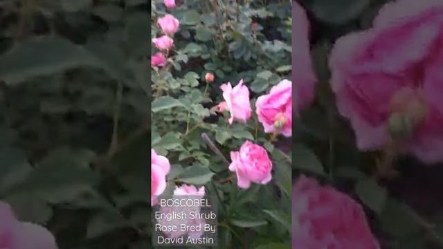 троянда Боскобель (BOSCOBEL) смотреть онлайн