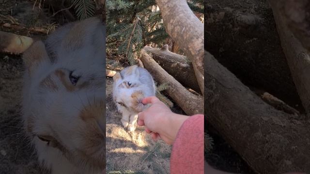 Все ли зайцы бьют Мазая? Пуша ❤️ #bunny #cute #hare смотреть онлайн